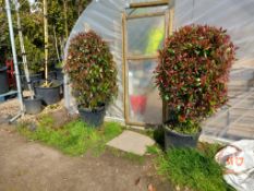 2 x Photinia Red Robbins Located to Office (Viewin