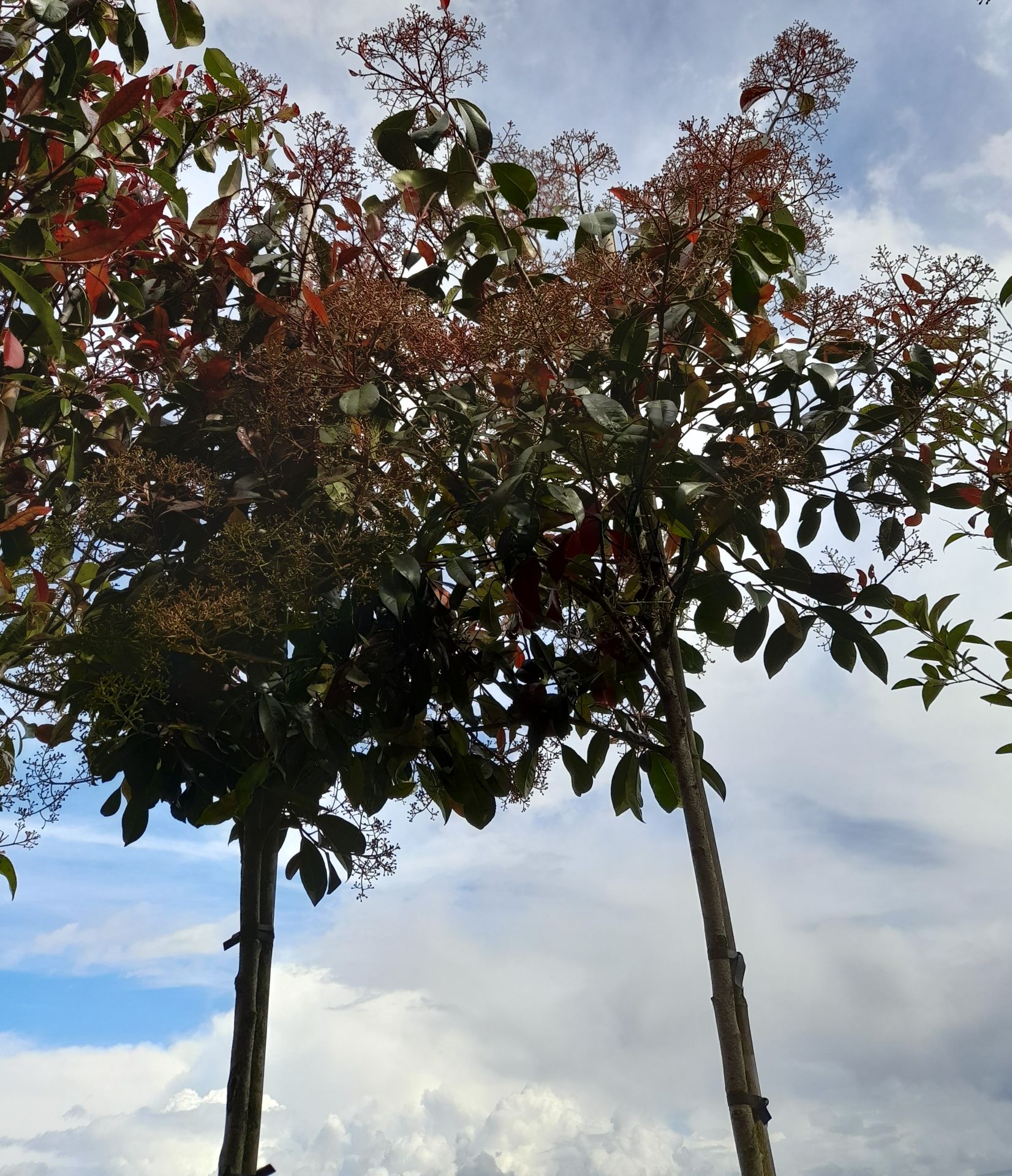 5 x Various Photinia Red Robin (Standard), located