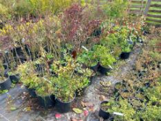 Large Quantity of Various Shrubs/Plants to include