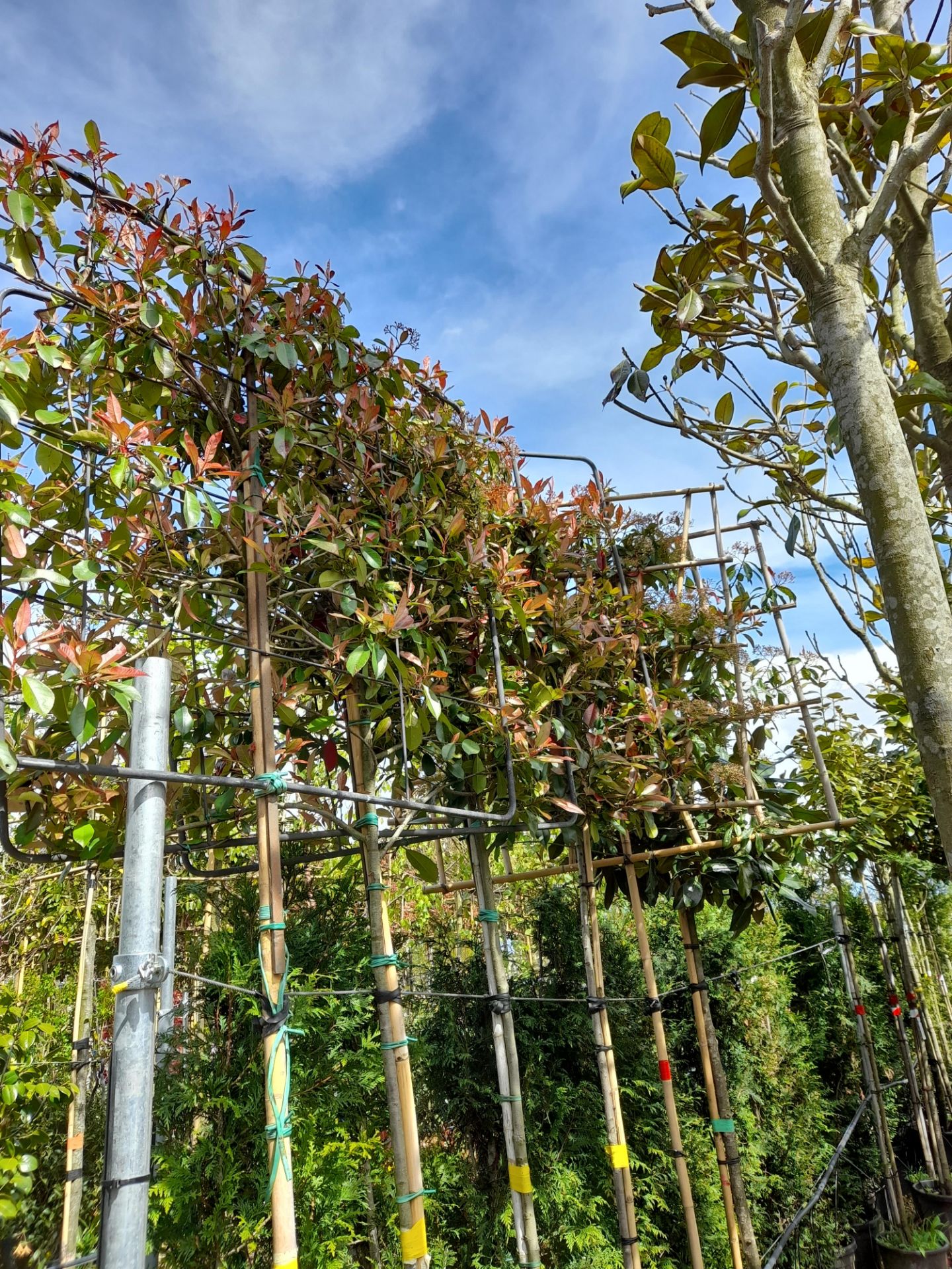 5 x Various Red Robin Pleached trees (Standard, 6- - Image 2 of 3