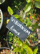 3 x 10L Viburnum Tinus’s Located to A/B (Viewing S