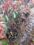 3 x Photinia Red Robin (25 Litre pot), located to