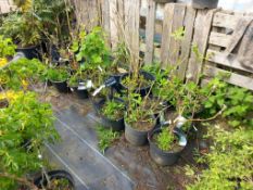 Approx. 20 x Various shrubs/plants to include Ribe