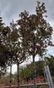 2 x Photinia Red Robin (Standard, 18-20), located