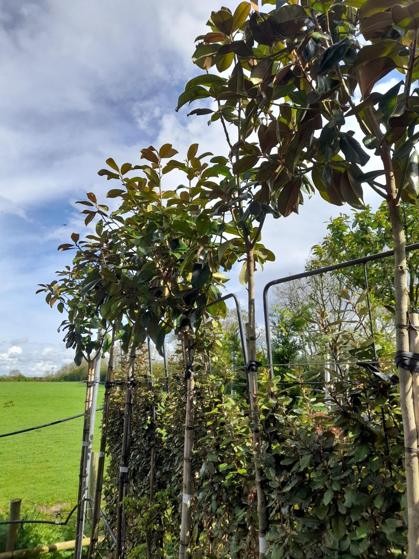 5 x Magnolia Grandiflora Praecox (Standard, 6 - 8)