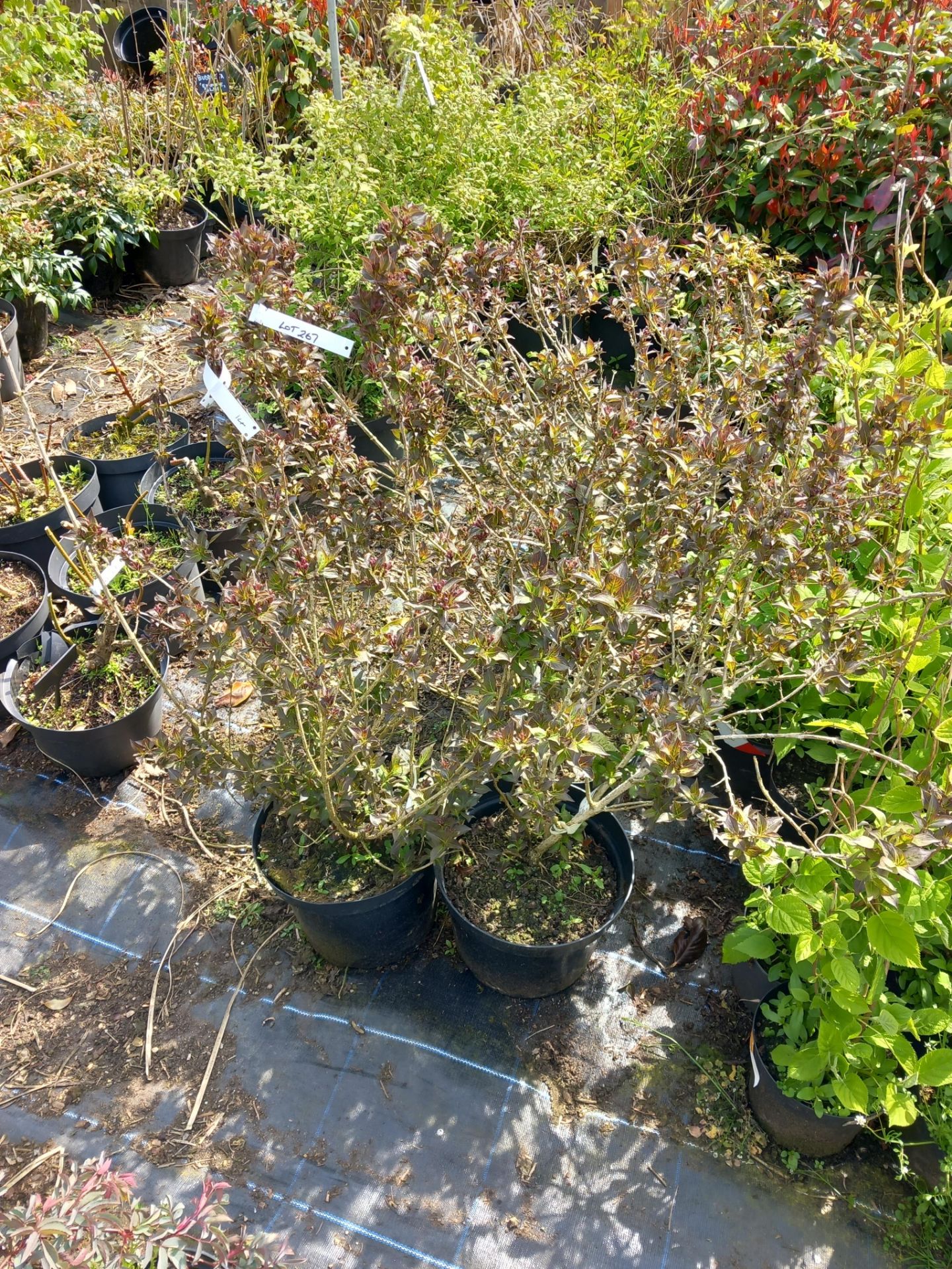 4 x 10L Weigela’s Located to A/B (Viewing Strongly