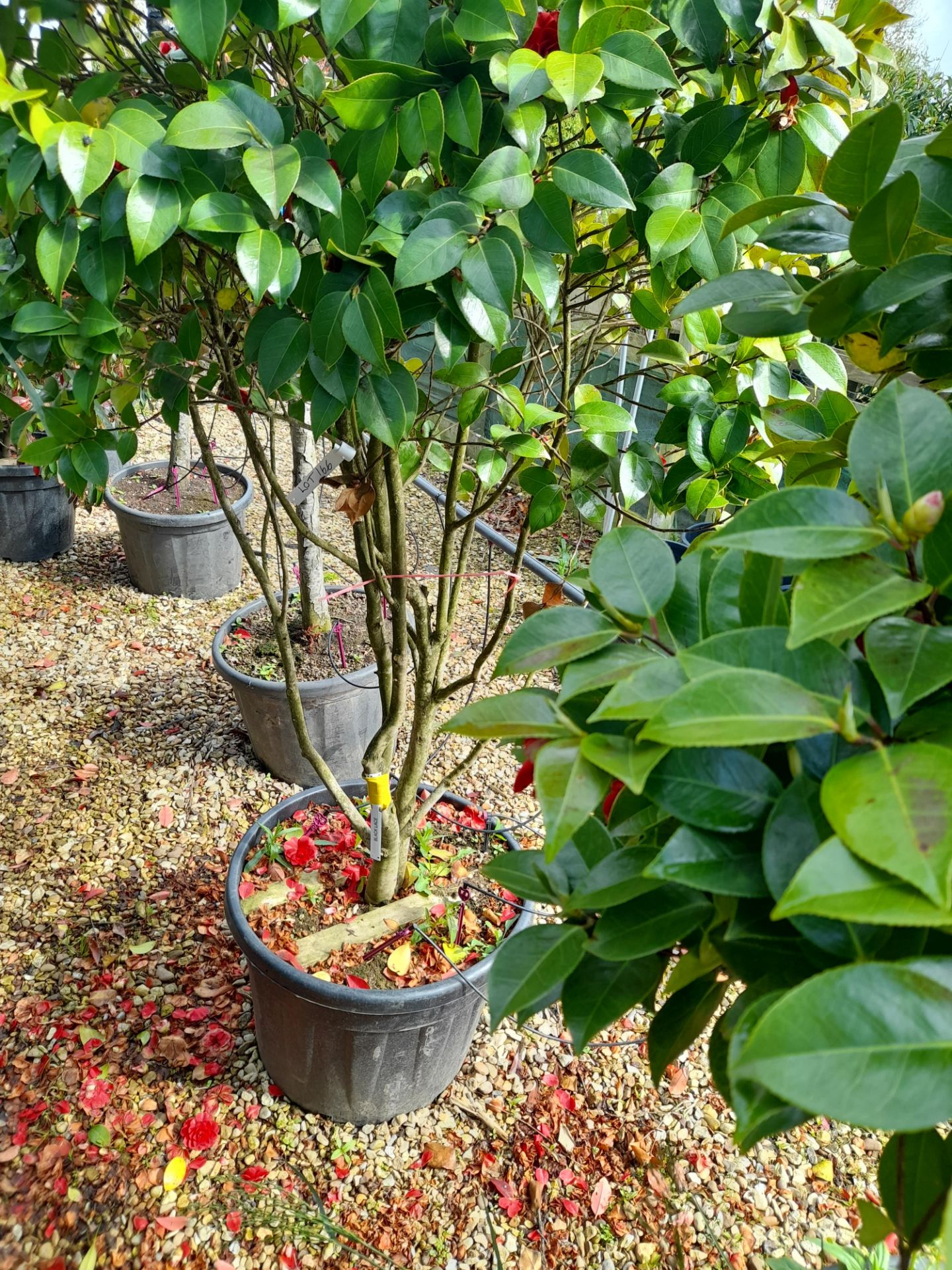 2 x Camellia Japonica Black Lace Multi-stem, locat - Image 5 of 5