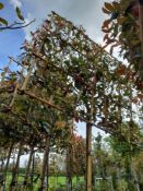 10 x Red Robin Pleached trees (Standard, 8 – 10, 1