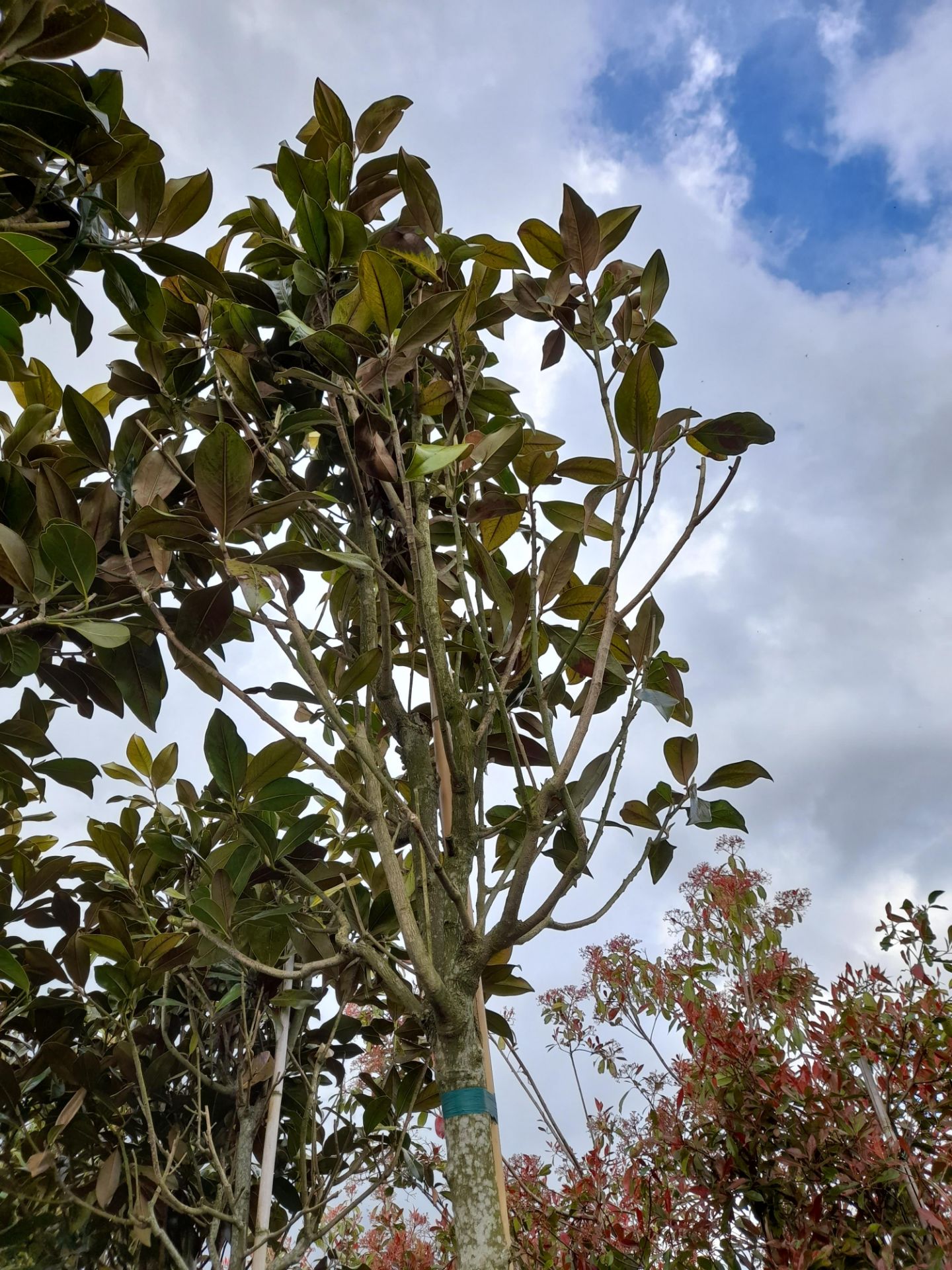 2 x Magnolia Grandiflora, located to 14A. (Viewing