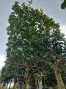 2 x Pleached Camellia Japonica Snowball (Standard,