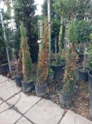 4 x Italian Cypress (1.5m) Located to 21B (Viewing