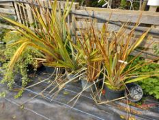 4 x 10L Phormium’s Located to E (Viewing Strongly