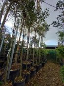 4 x Ligustrum Japanicus (3m) Located to 17B (Viewi