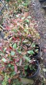 5 x Photinia Red Robin (15 Litre pots), located to