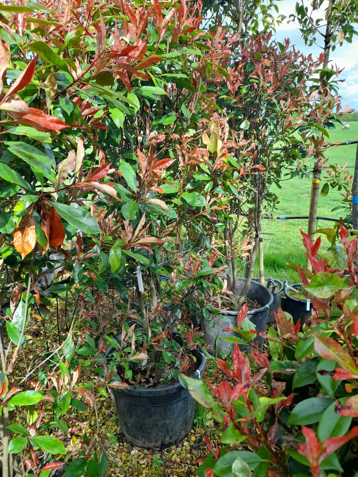 4 x Photinia Red Robin (Cone, 55 Litre pot, 170 – - Image 3 of 3