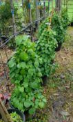 9 x Hydrangea Petiolaris, located to 13A. (Viewing