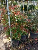 13 x Photinia Red Robbins Located to 4B (Viewing S