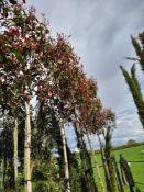 6 x Photinia Red Robin (Standard, 6 – 10cm), locat