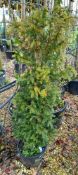 1 x Taxus Bacatta (125-150cm tall, 20 Litre pot),