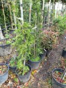 2 x Various Thuja Plicata, located to 11A. (Viewin