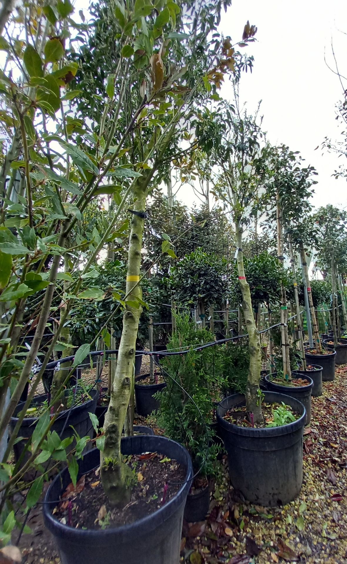 2 x Prunus Lusitanica’s (3m) Located to 20B (Viewi