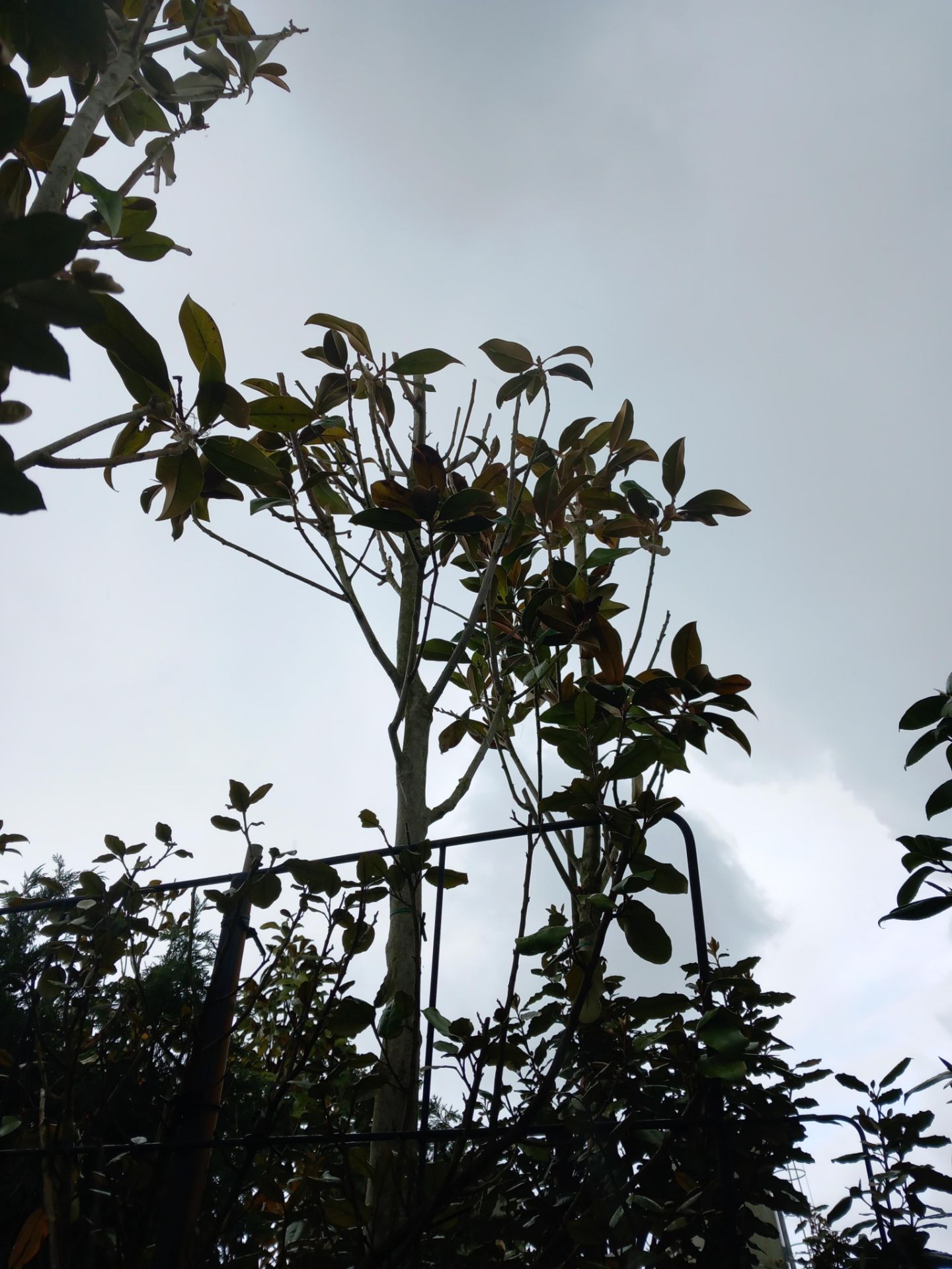 3 x Magnolia Grandifloura Located to 21B (Viewing - Image 2 of 2