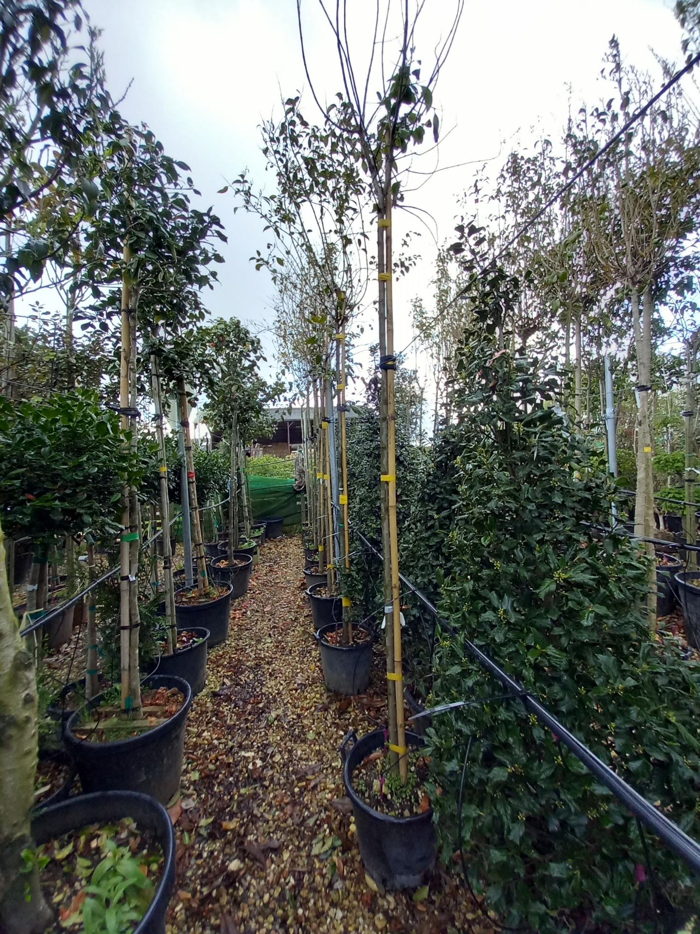 5 x Laurus Nobilios’s (4m) Located to 19B (Viewing - Image 4 of 4