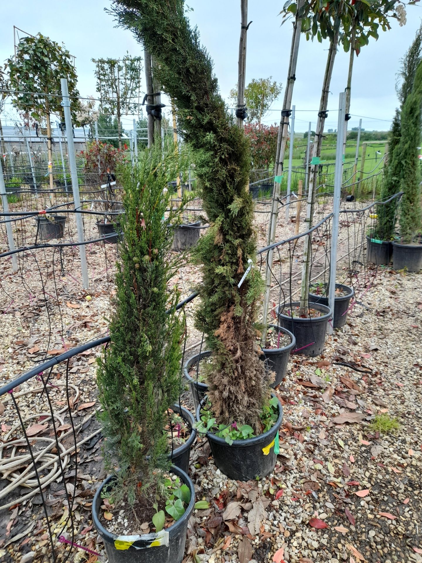5 x Various Cupressus Sempervirens Pyramidalys, located to 22A - Image 2 of 5