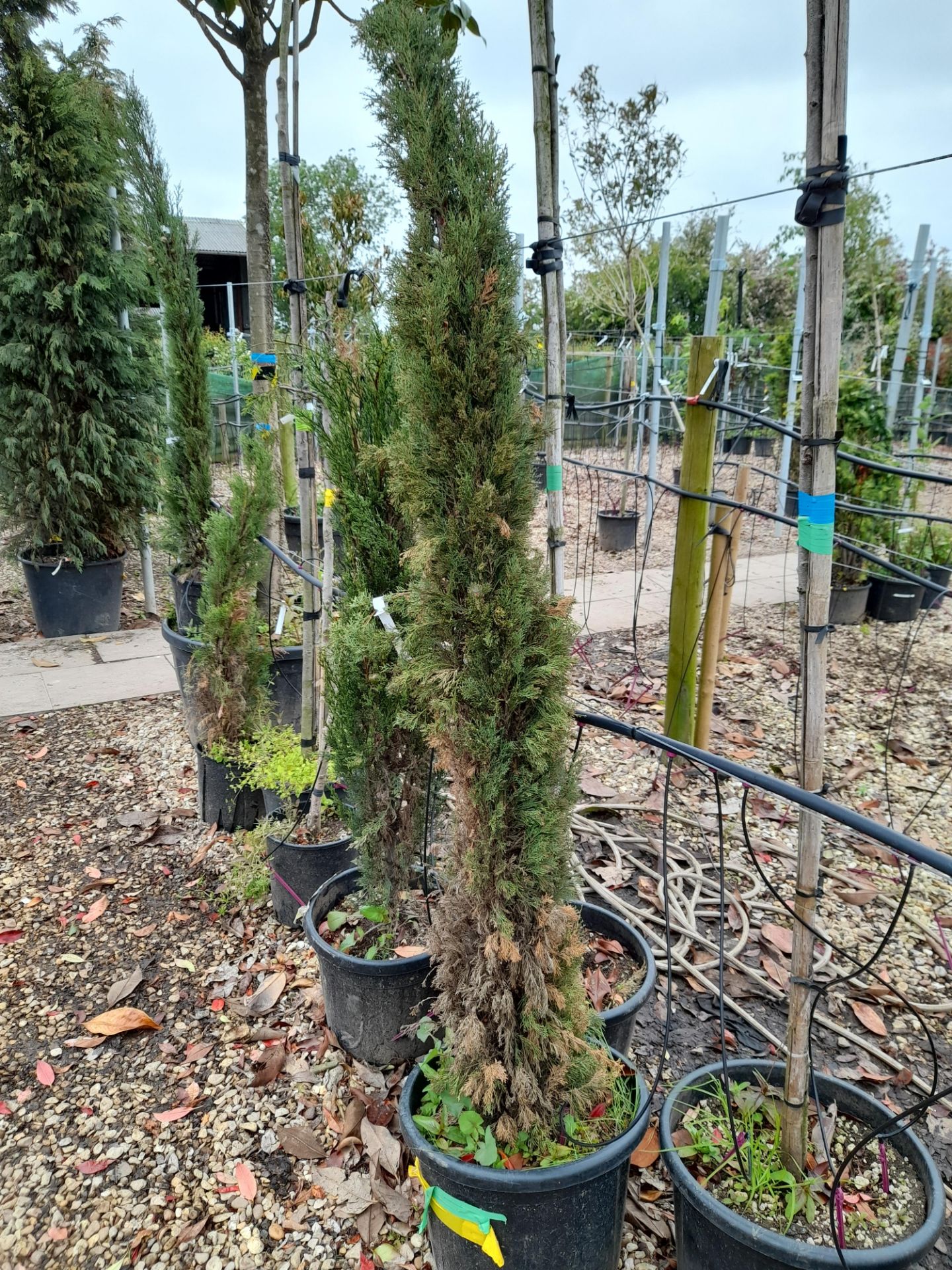 5 x Various Cupressus Sempervirens Pyramidalys, located to 22A