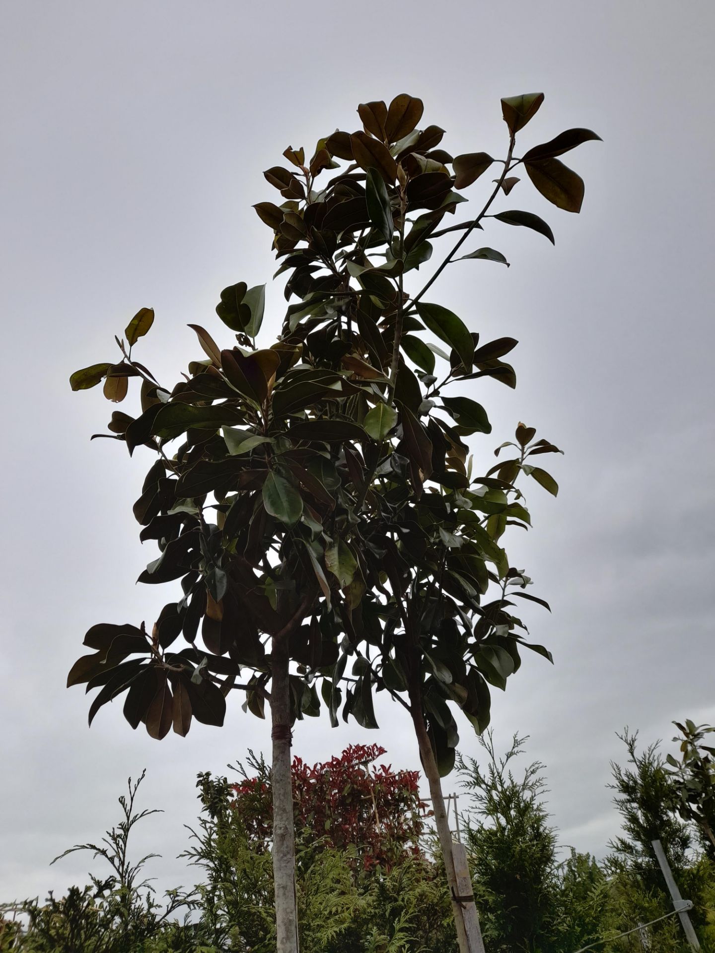 2 x Magnolia Grandiflora (Standard, 8-10 girth), located to 9A - Image 3 of 4