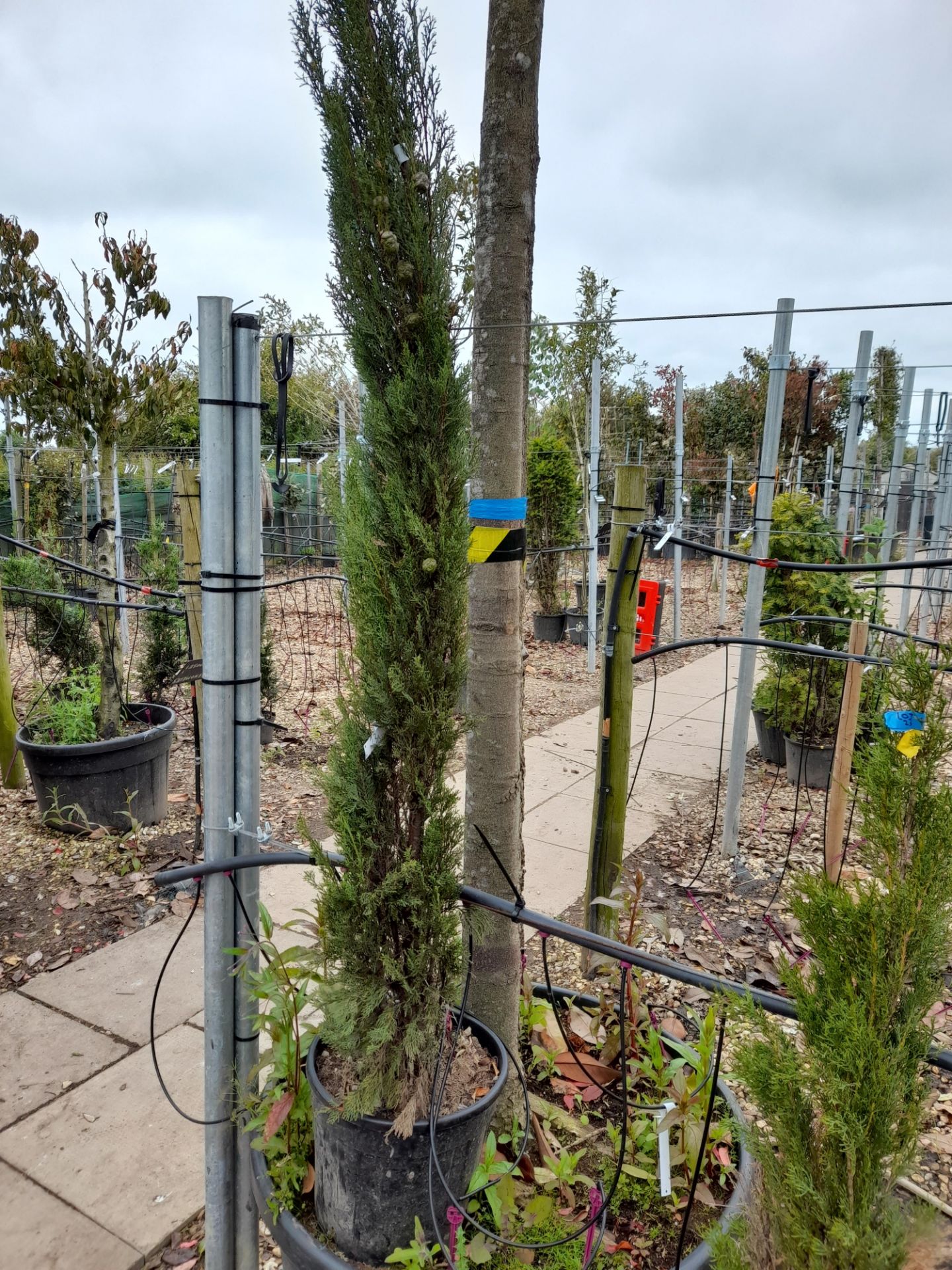 5 x Various Cupressus Sempervirens Pyramidalys, located to 22A - Image 5 of 5