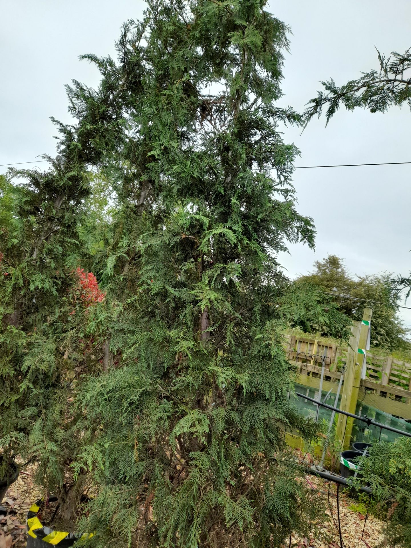 3 x Cupressus Leylandii (3.5 – 4m tall), located to 27A - Image 2 of 3
