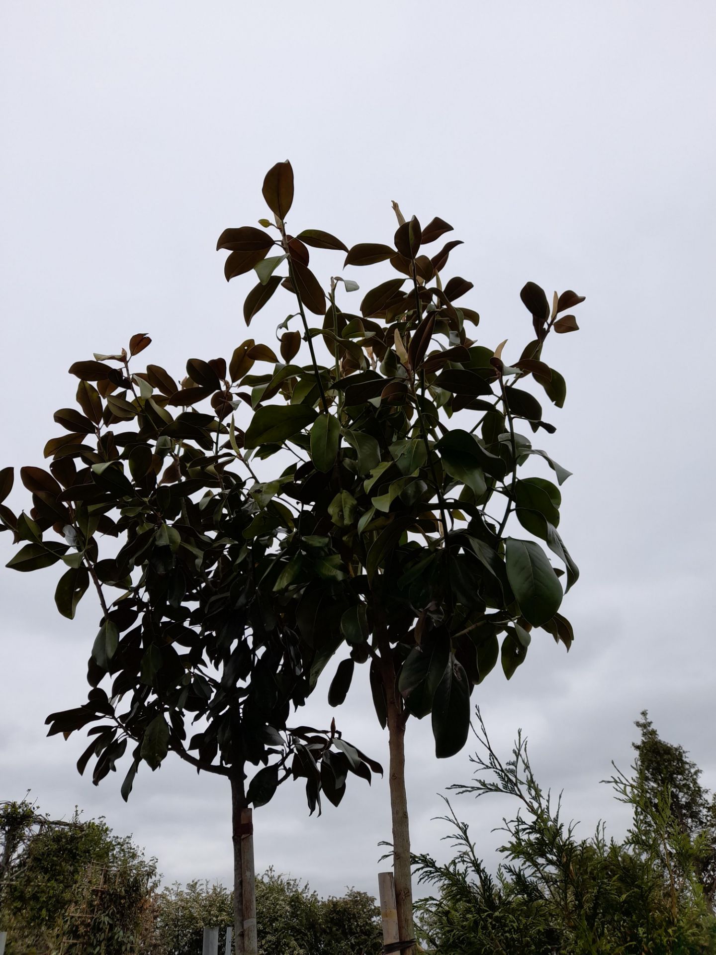 2 x Magnolia Grandiflora (Standard, 8-10 girth), located to 9A - Image 4 of 4