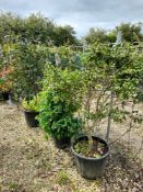 5 x Assorted plants to 5B to include: 1 x Prunus Lucitanica (100cm, 35 litre), 1 x Camellia Sasanqua