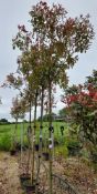 3 x Photinia Red Robin (Standard, 8-10), located to 12A