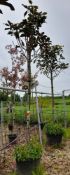 2 x Magnolia Grandiflora (Standard, 12-14), located to 14A and 15A