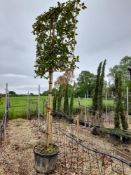 1 x Camellia Japonica Snowball (Pleached, standard, 12-14, 150 x 120 frame), located to 20A