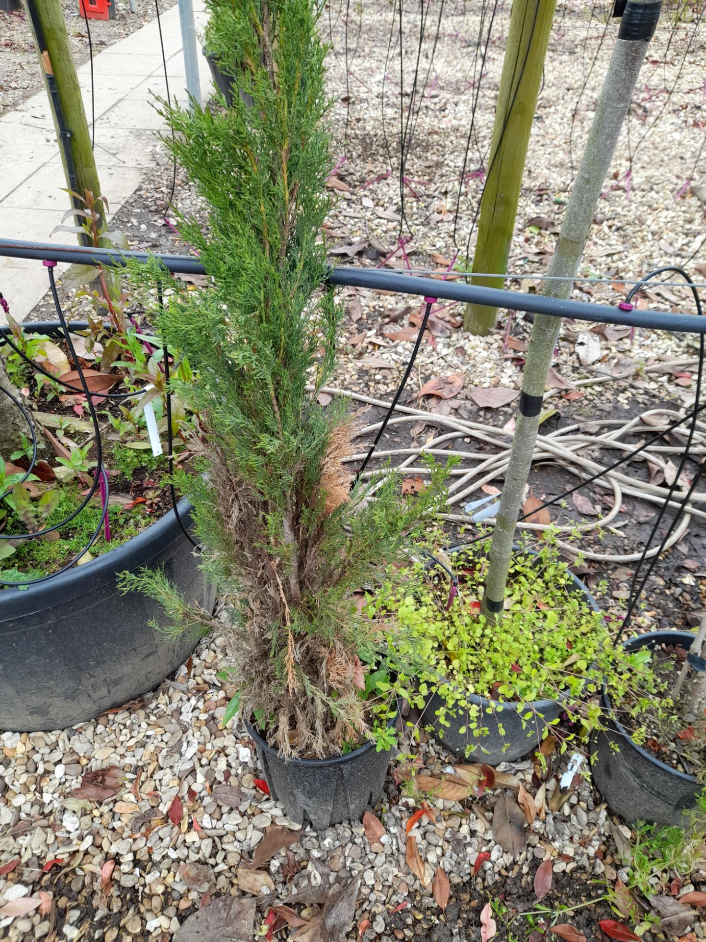 5 x Various Cupressus Sempervirens Pyramidalys, located to 22A - Image 4 of 5