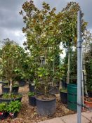 Magnolia Grandifloura Cone (4m) Located to 26/25/2