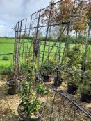 2 x Pleached Trachelospermum Jasminoides (165 x 11