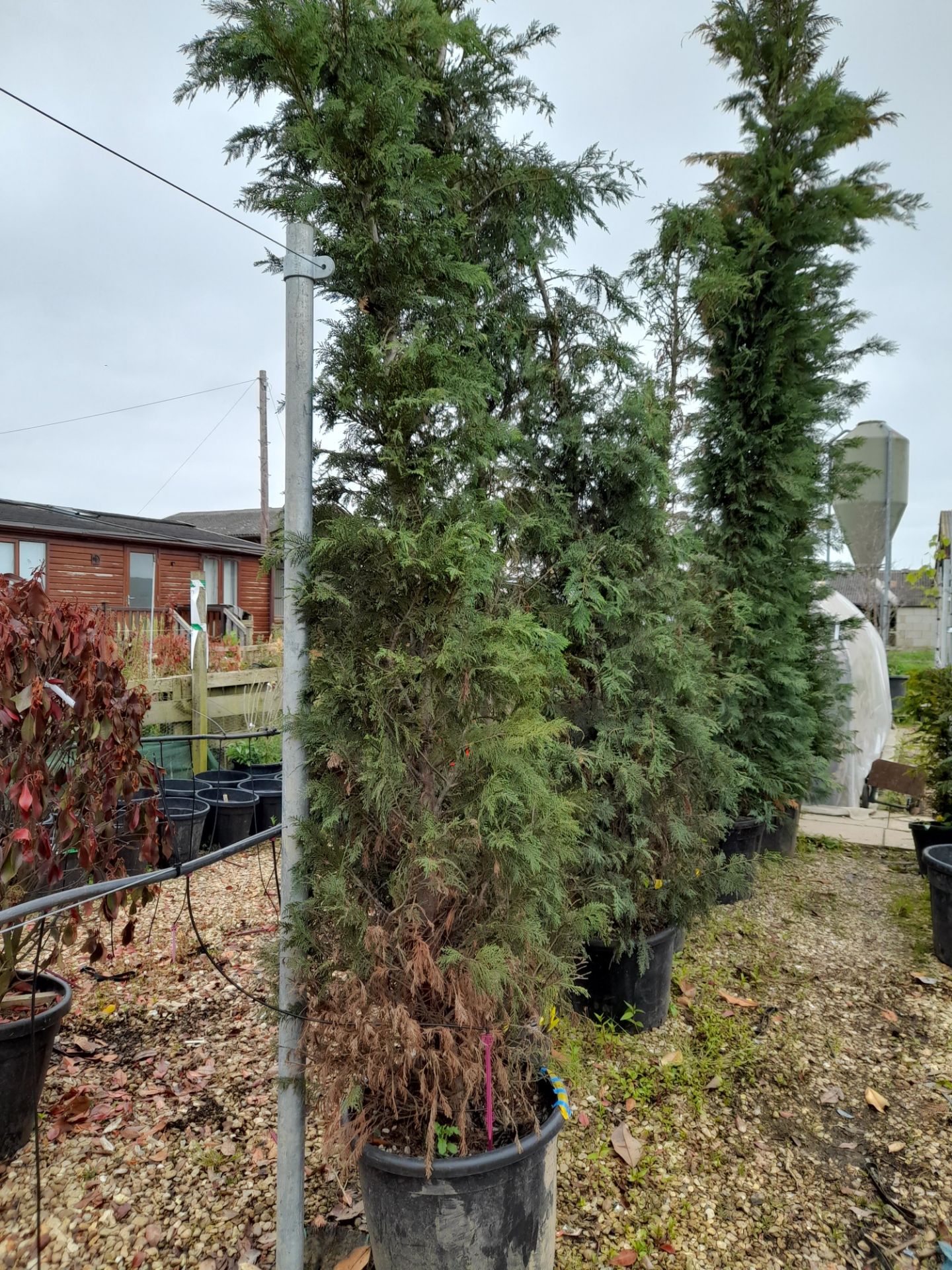 3 x Cupressus Leylandii (3.5 – 4m tall), located to 27A - Image 3 of 3