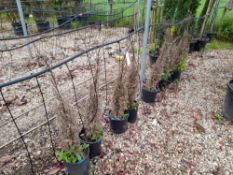 9 x Various Cupressus Sempervirens Pyramidalys (80 - 100), located to 22A