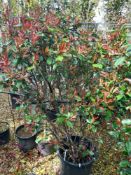 4 x Photinia Red Robin (Cone, 55 Litre pot, 170 –