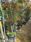 4 x Photinia Red Robin (Cone, 170-180cm), located