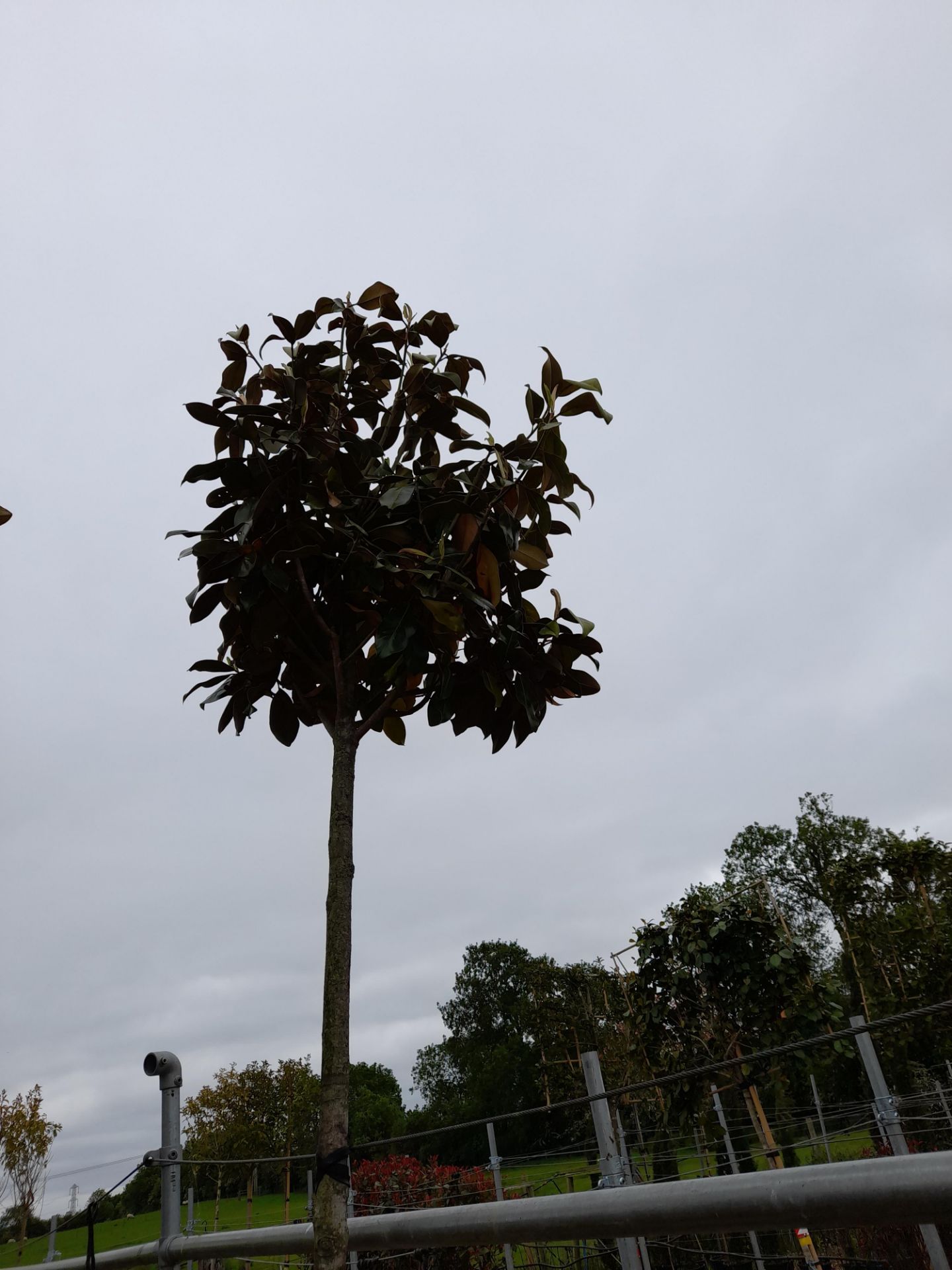 2 x Magnolia Grandiflora (Standard, 12-14), located to 14A and 15A - Image 4 of 5