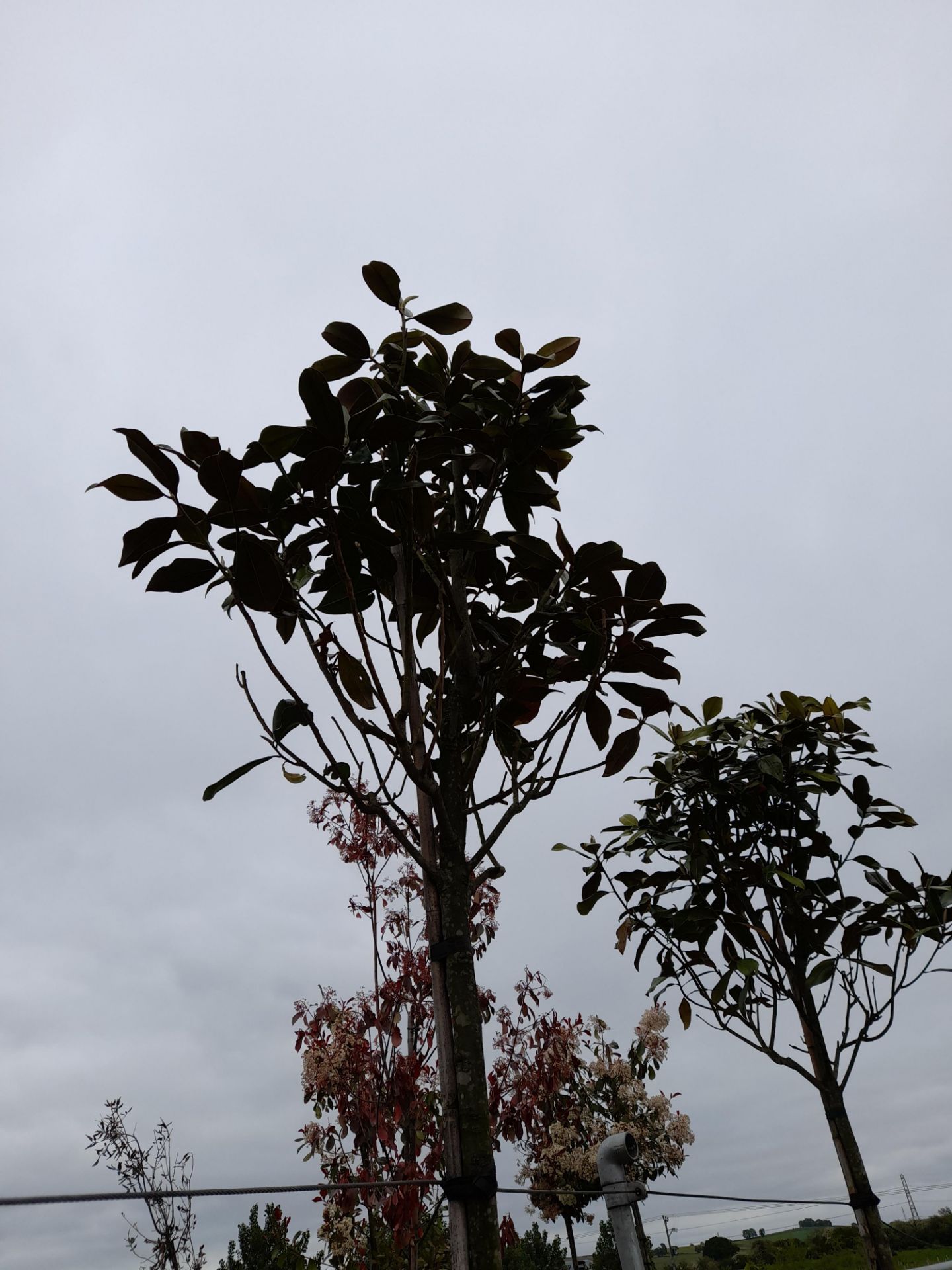 2 x Magnolia Grandiflora (Standard, 12-14), located to 14A and 15A - Image 2 of 5