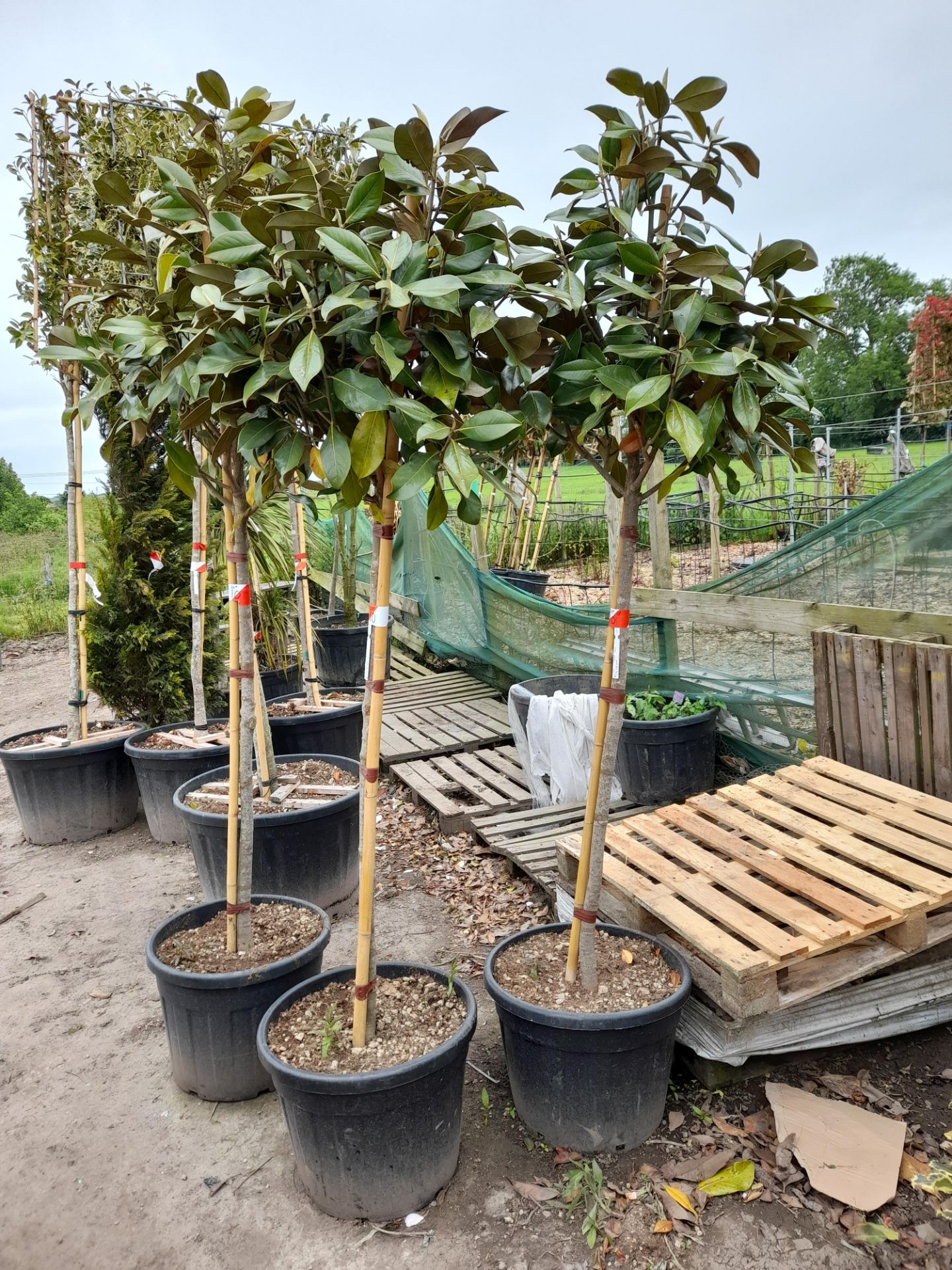 3 x Magnolia Grandiflora (3/4 Standard, 8-10), located to yard - Image 2 of 2