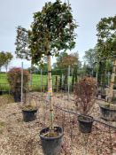 3 x Camellia Sasanqua Cleopatra (Pleached, standard, 14-16, 120 x 120 frame), located to 18A and