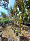 6 x Elaeagnus Ebbingeii Pleached Located to 8B (Vi