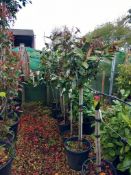 6 x Magnolia Grandiflouras Located to 14B (Viewing